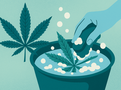 Cold Wash: The Art of Washing Cannabis